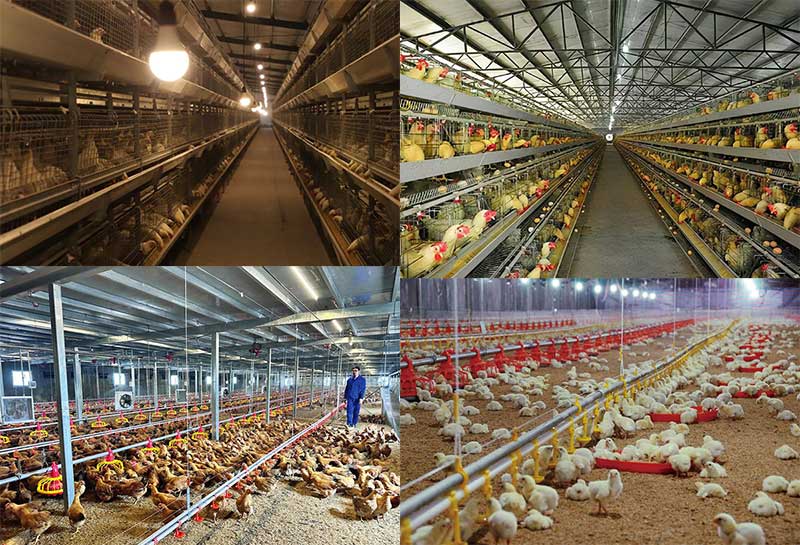 Steel Structure Chicken House