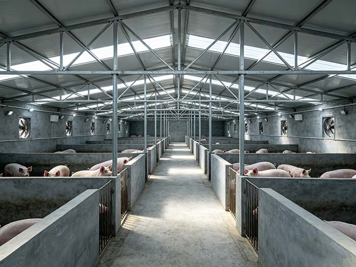 Fast Installing Steel Structure Pig Shed Farming House Fast Installing Steel Structure Pig Shed Farming House
