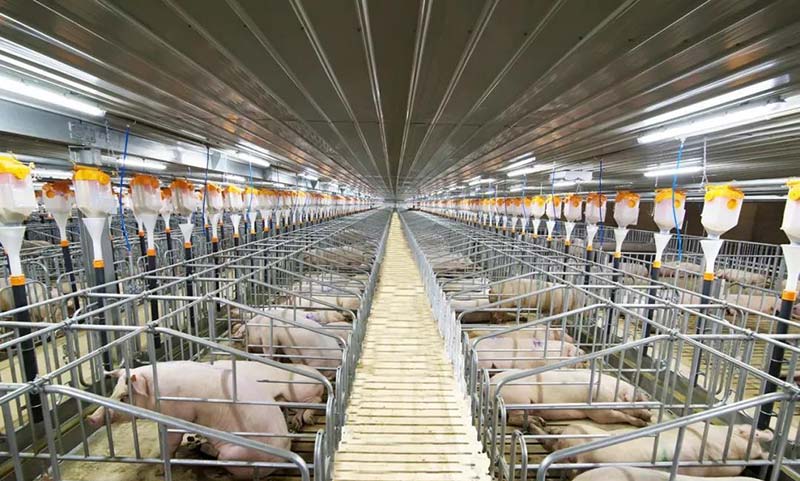 Steel Structure Pig House