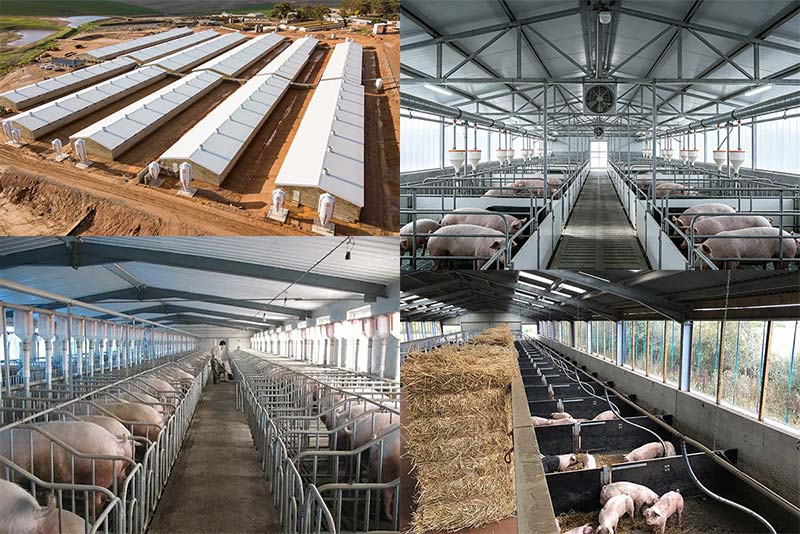 Fast Installing Steel Structure Pig Shed Farming House
