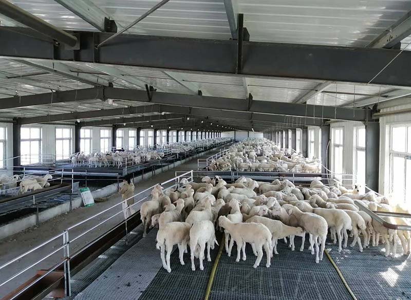 Steel Structure Sheep Shed Lamb House