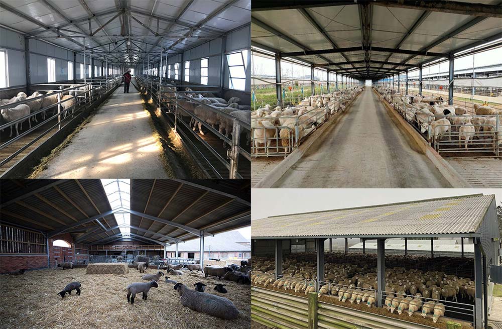 Steel Structure Sheep Shed Lamb House
