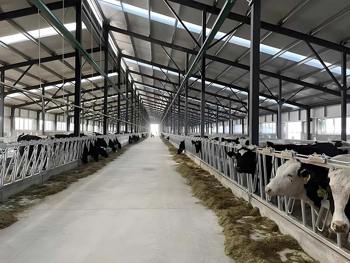 Steel Structure Cowshed Cattle Breeding House Steel Structure Cowshed Cattle Breeding House