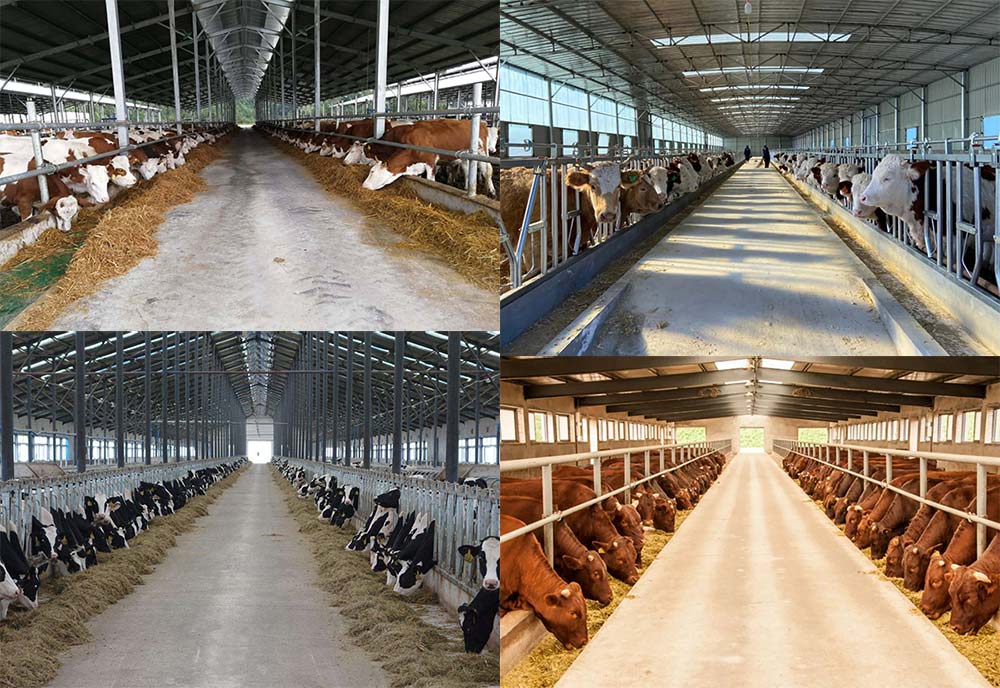 Steel Structure Cowshed Cattle Breeding House