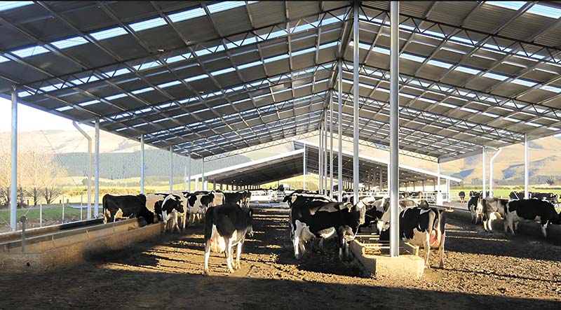 Steel Structure Cattle Shed