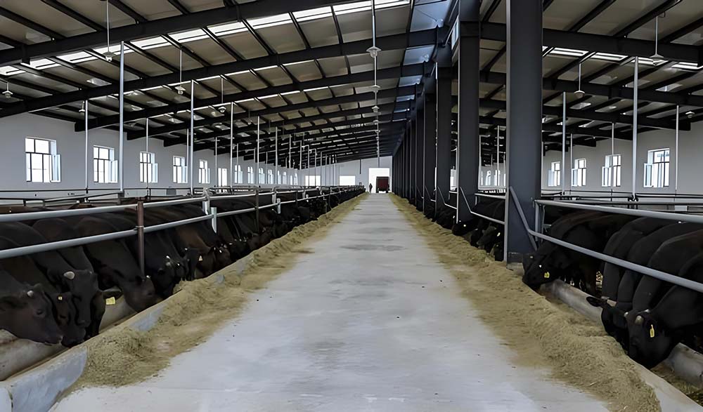 Steel Structure Cowshed