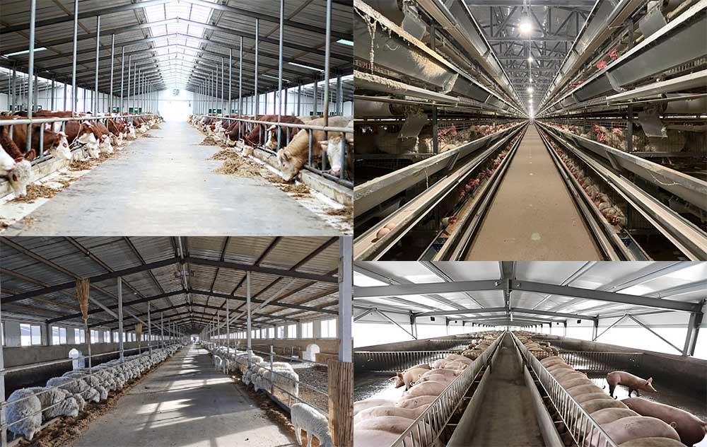 Steel Structure Livestock Building